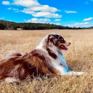 Meet your Posher, Adam